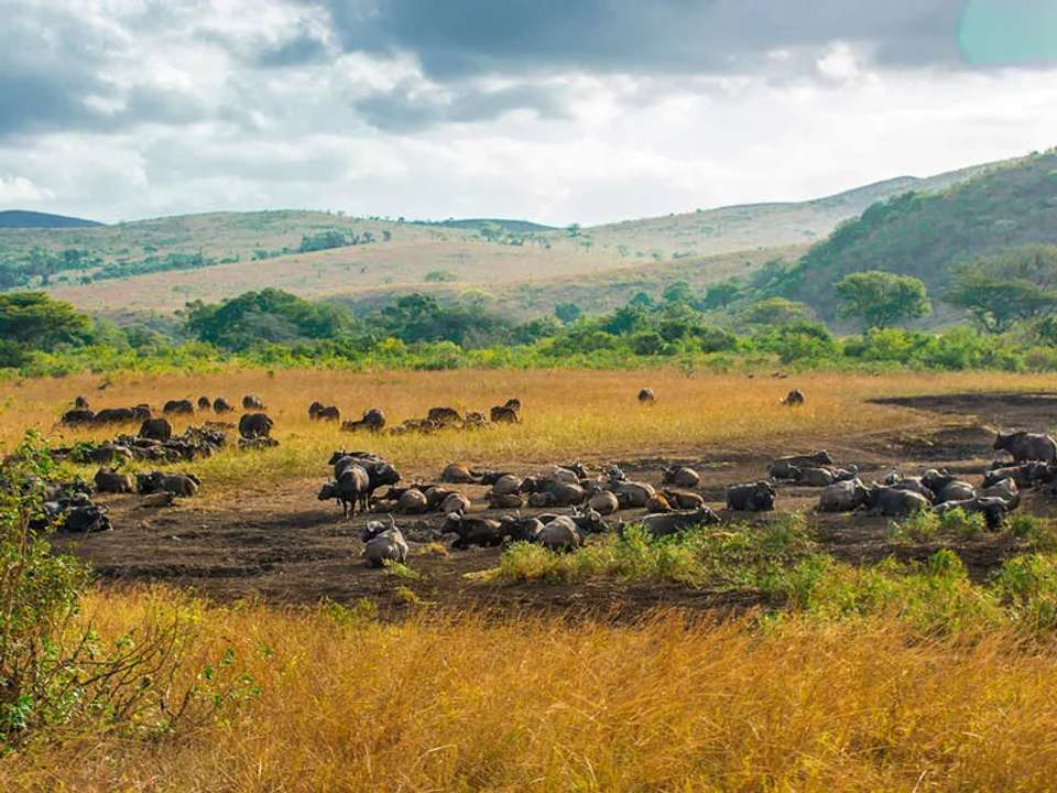 Kruger, Eswatini and South Africa's Garden Route - undefined - Image 18