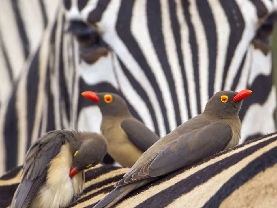 Kruger, Eswatini and South Africa's Garden Route - undefined - Image 12