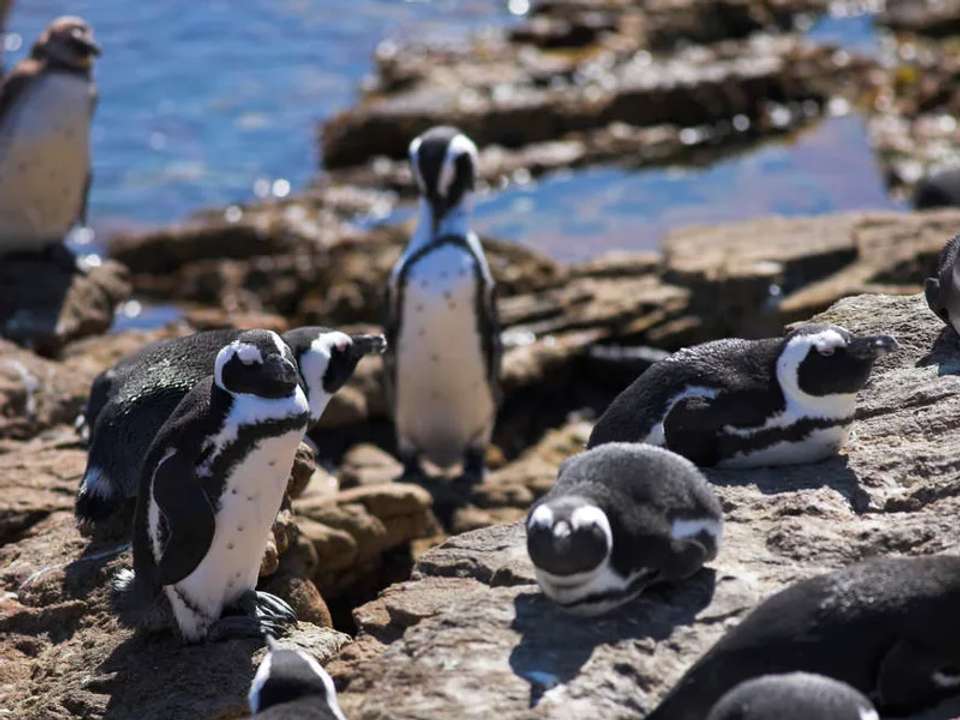 Kruger, Eswatini and South Africa's Garden Route - undefined - Image 11