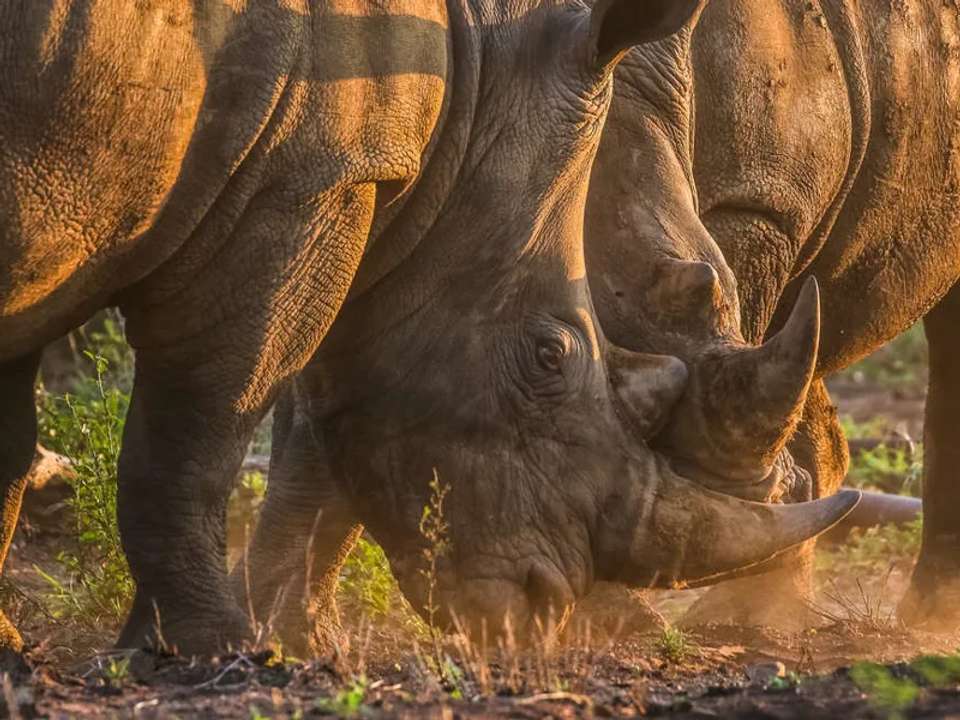 Kruger, Eswatini and South Africa's Garden Route - undefined - Image 8