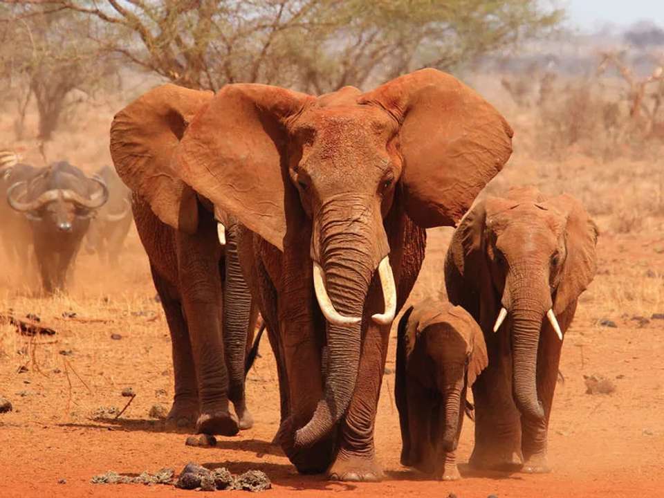 Kruger, Eswatini and South Africa's Garden Route - undefined - Image 6