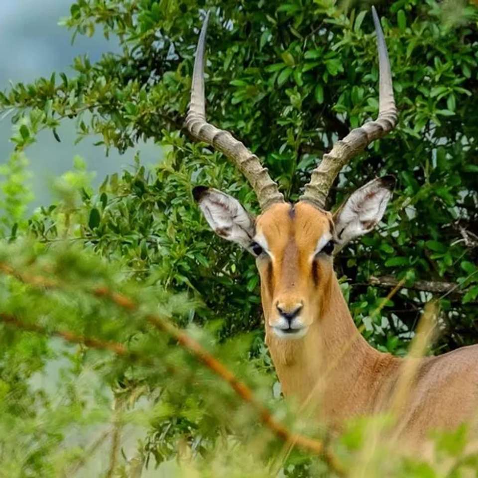 Kruger, Eswatini and South Africa's Garden Route - undefined - Image 4