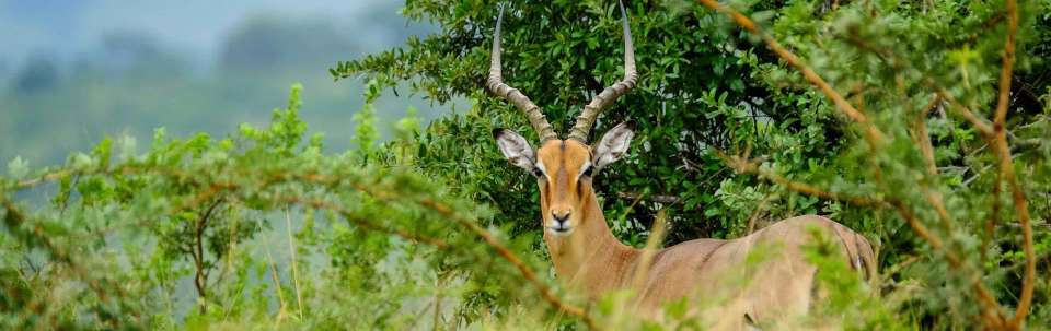 Kruger, Eswatini and South Africa's Garden Route - undefined - Image 3