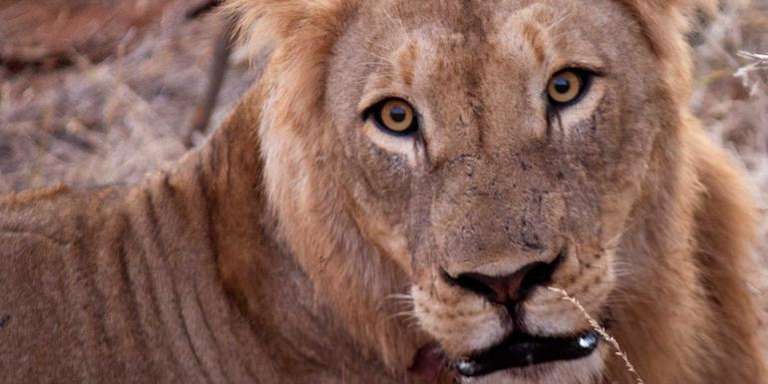 Johannesburg Wildlife Tour: Kruger in Depth