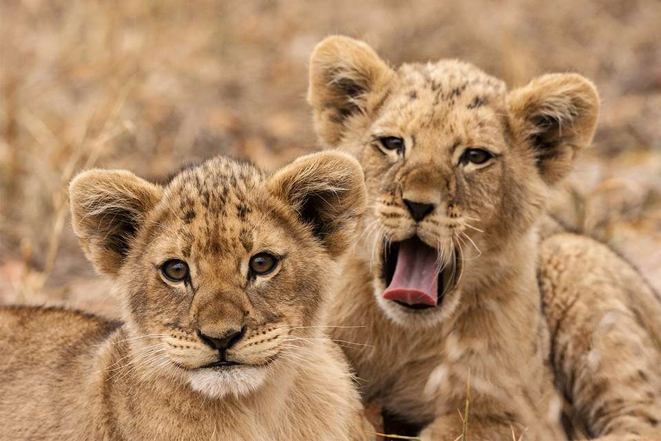 Kruger Lodge Experience - Intrepid Travel - South Africa - Image 2