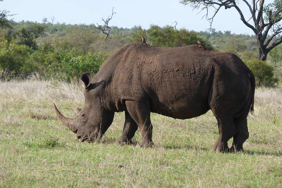 Kruger Lodge Experience - Intrepid Travel - South Africa - Image 5