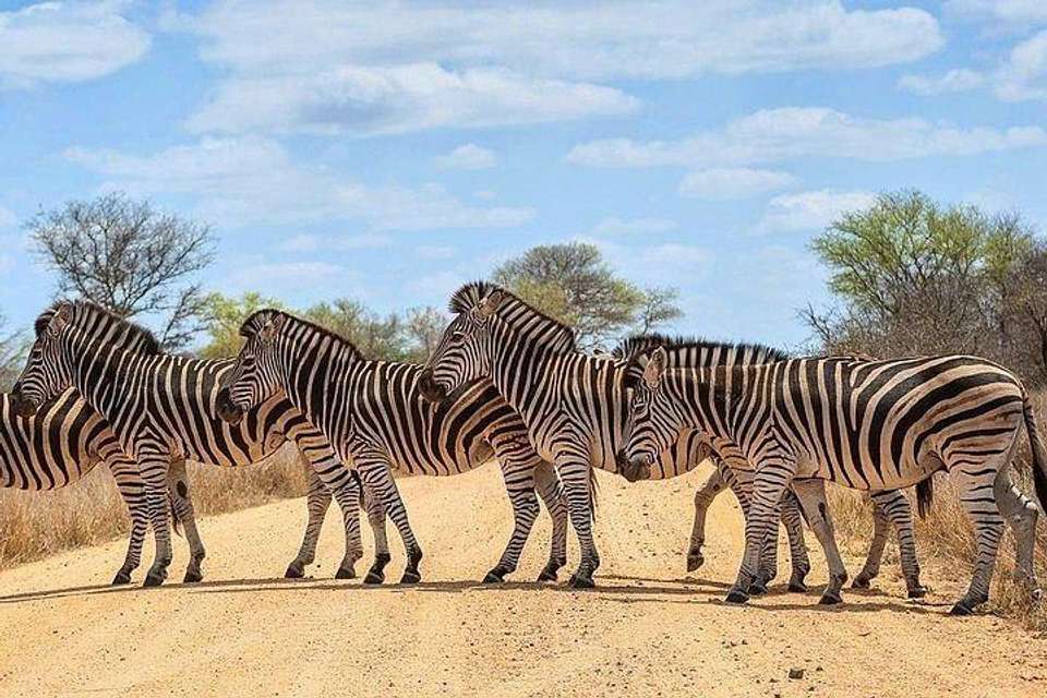 Kruger National Park 3D/2N - Bamba - South Africa - Image 3