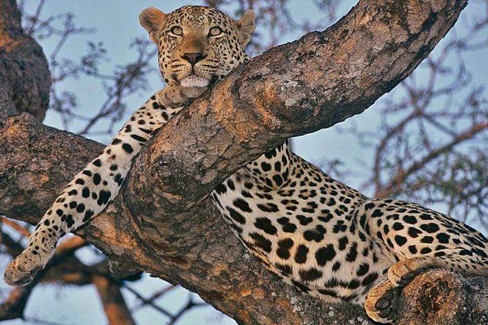 Kruger National Park 3D/2N - Bamba - South Africa - Image 4