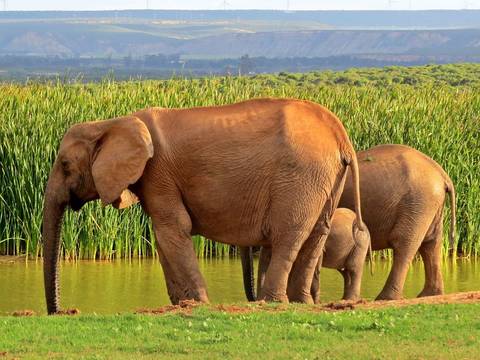 Johannesburg Wildlife Tour: Kruger National Park 4d/3n
