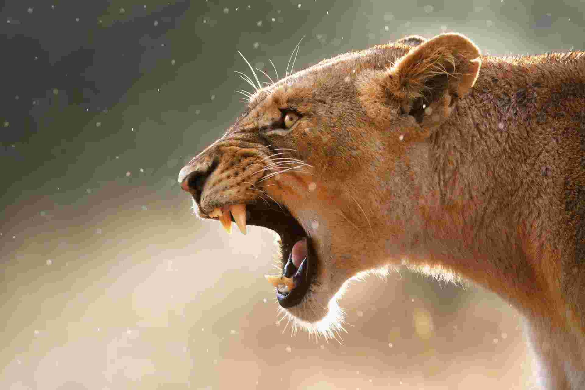 Kruger National Park Safari Experience, Self-drive