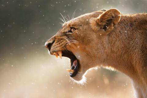Africa Last Minute Deals: Kruger National Park Safari Experience, Self-drive