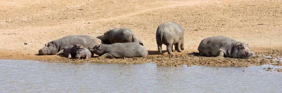 Kruger National Park Safari Experience, Self-drive - Destination Services - South Africa - Image 7