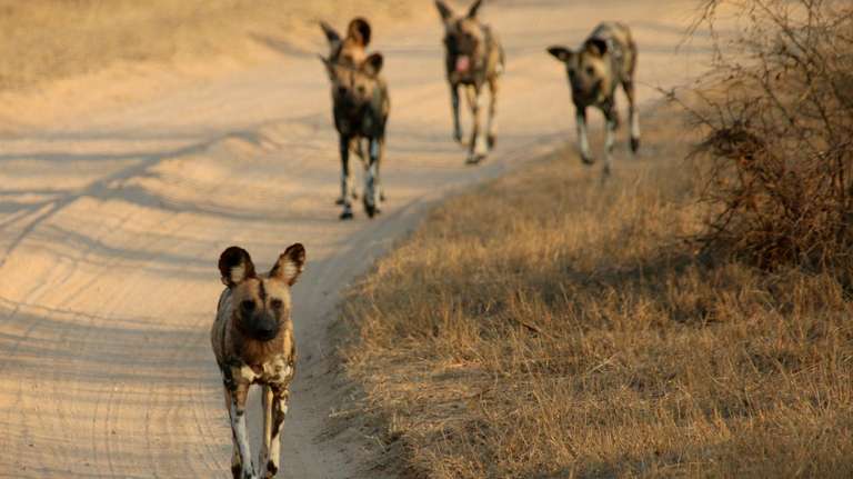 Kruger Park Explorer trip - alternative tour available