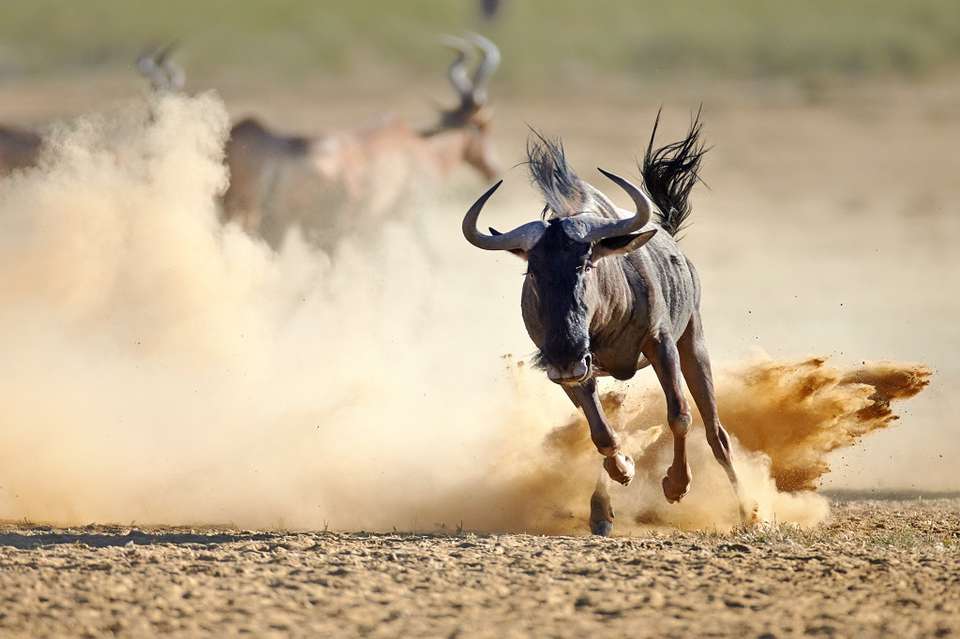 Kruger Park Highlights - Destination Services - South Africa - Image 5