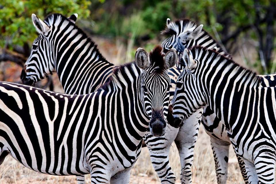 Kruger Park Highlights - Destination Services - South Africa - Image 6