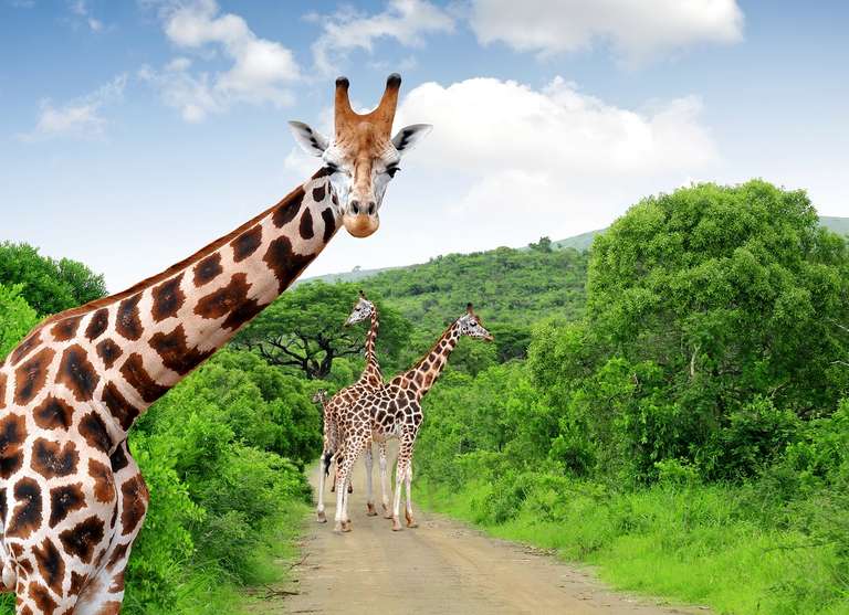 Kruger Park Highlights trip - alternative tour available