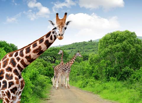 Active And Outdoor Tour: Kruger Park Highlights