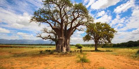 Kruger Safari & The Garden Route - January 2026