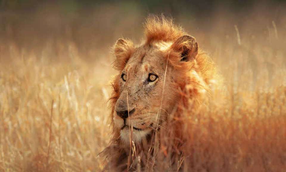 Kruger Safari & the Panorama Route - Expat Explore - South Africa - Image 2