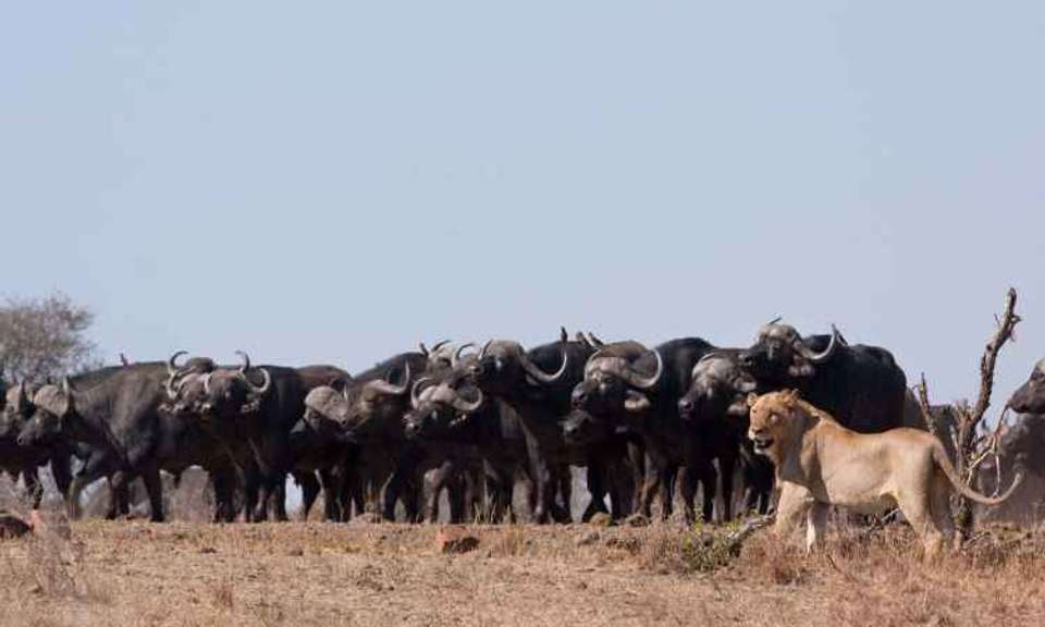 Kruger Safari & the Panorama Route - Expat Explore - South Africa - Image 3