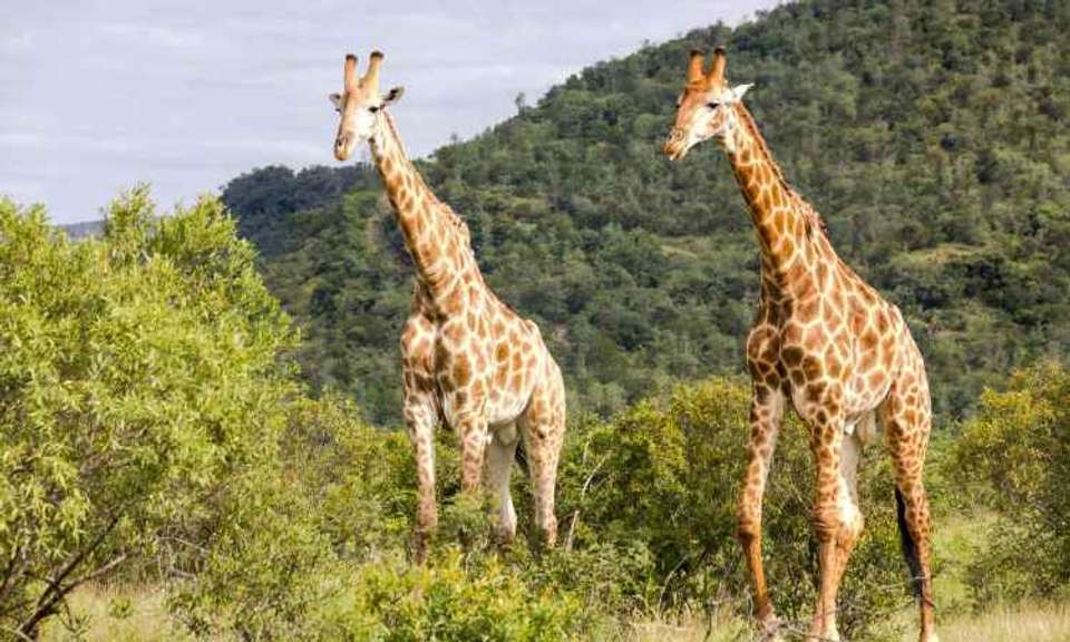 Kruger Safari & the Panorama Route - Expat Explore - South Africa - Image 10
