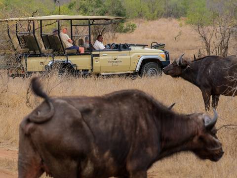 Kruger Safari & Victoria Falls - 8 Days - 8 Days