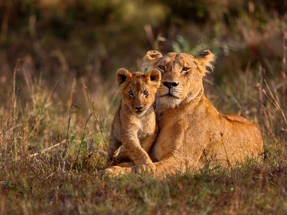 Kruger Safari & Victoria Falls - 8 days - On The Go Tours - South Africa - Image 2