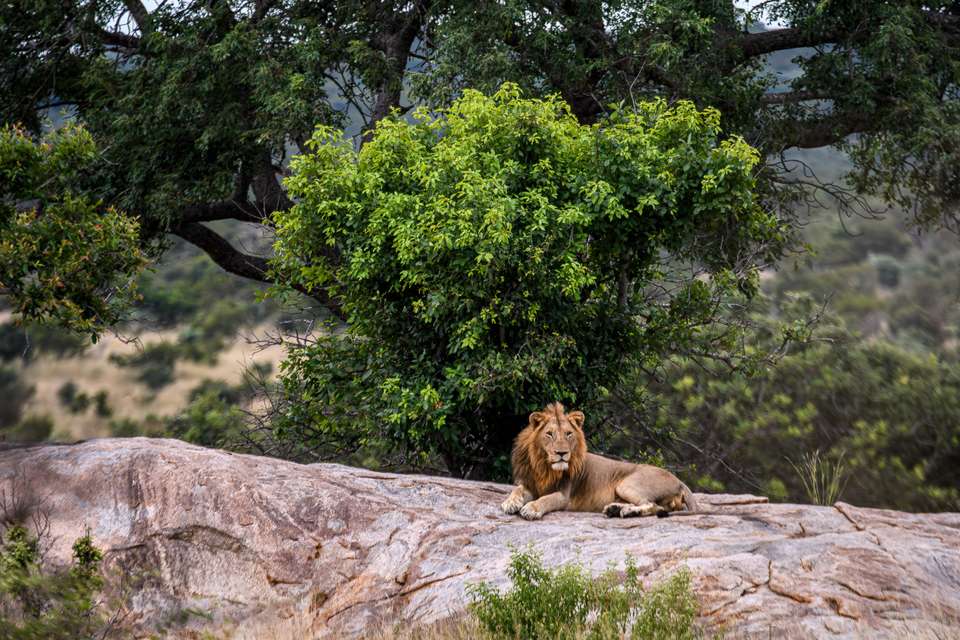 Kruger Safari Highlights - Premium Adventure - undefined - Image 14