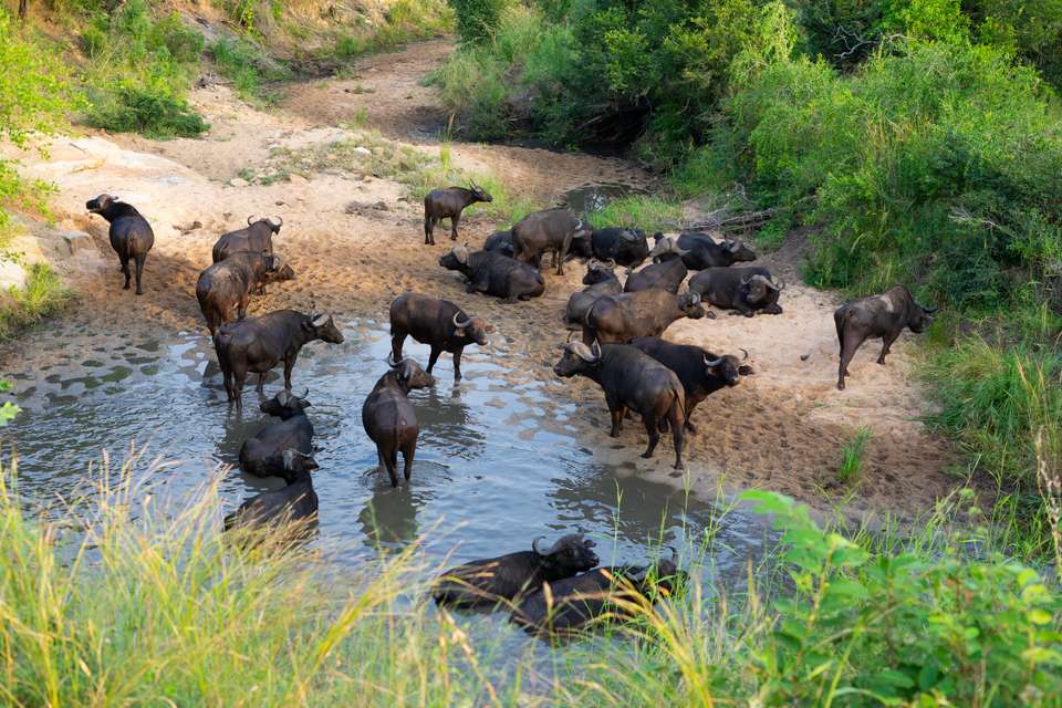 Kruger Safari Highlights - Premium Adventure - undefined - Image 10