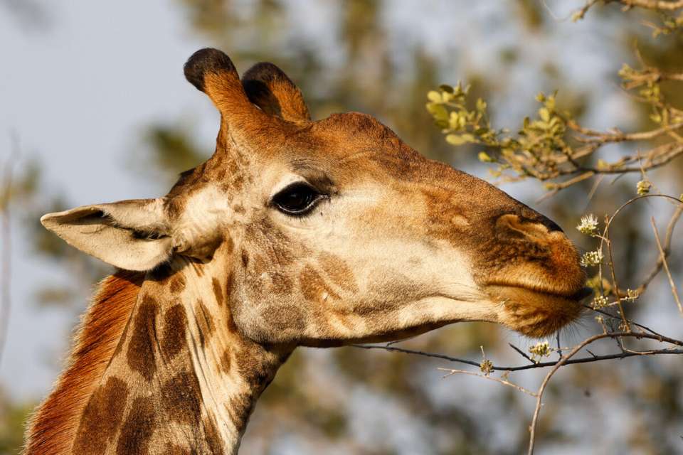 Kruger Safari Highlights - Premium Adventure - undefined - Image 3