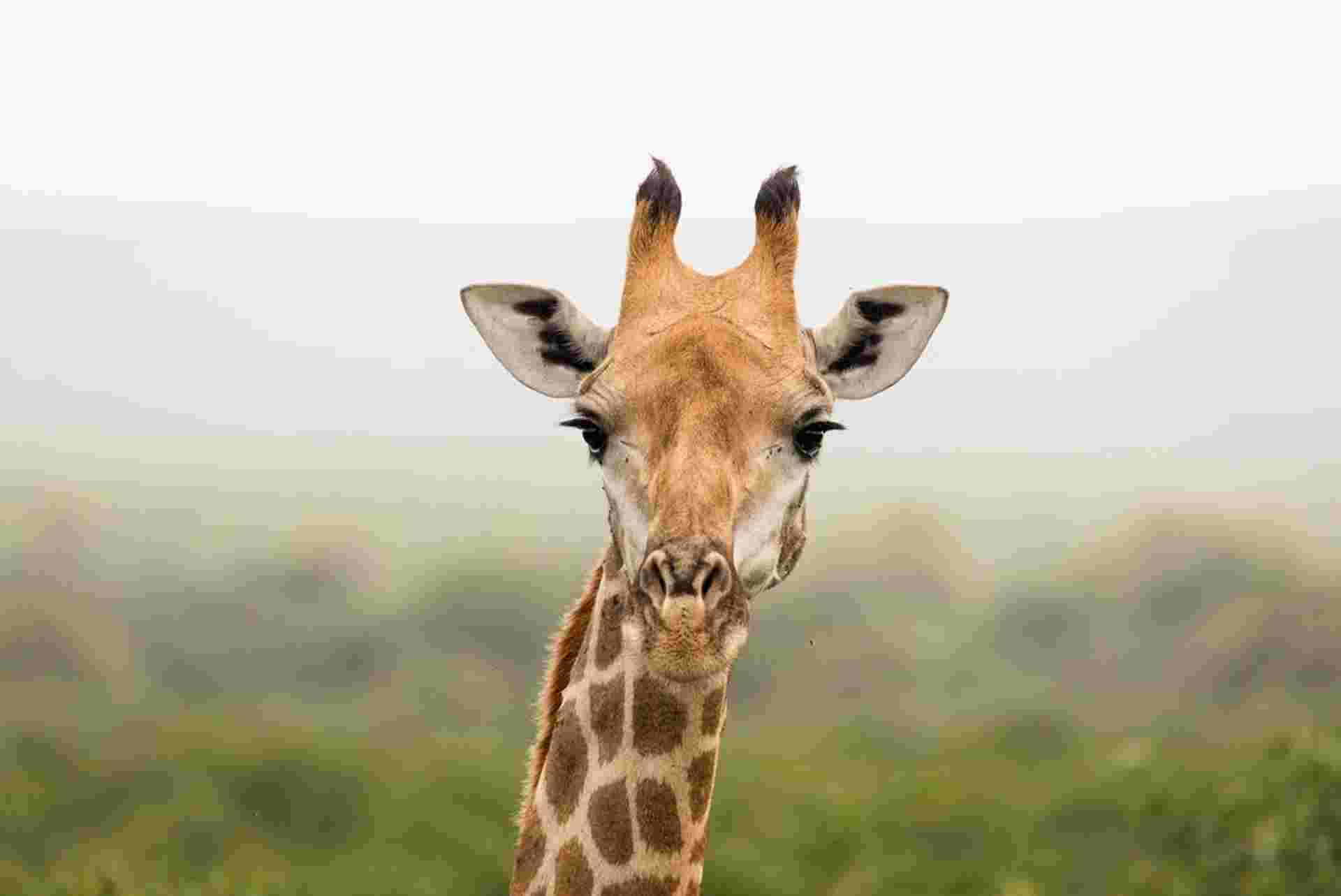 Kruger to Vic Falls