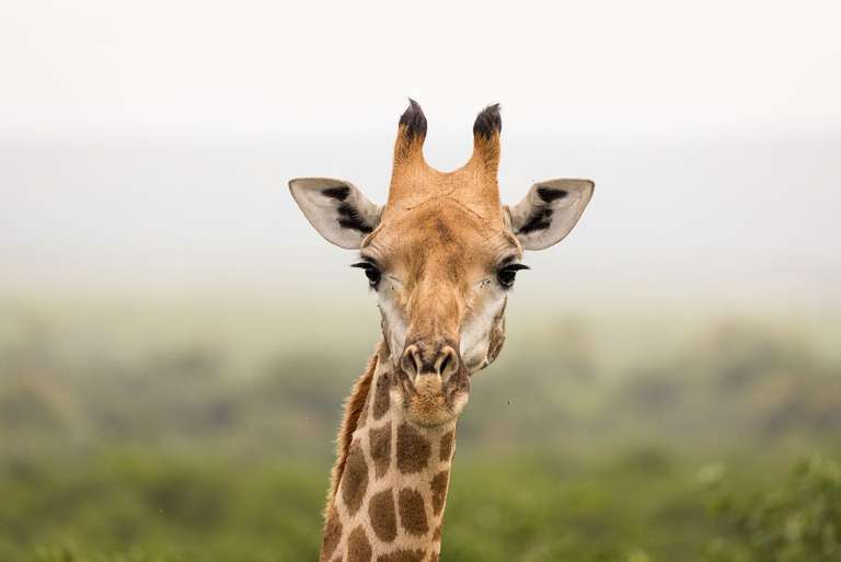 Kruger to Vic Falls trip - alternative tour available