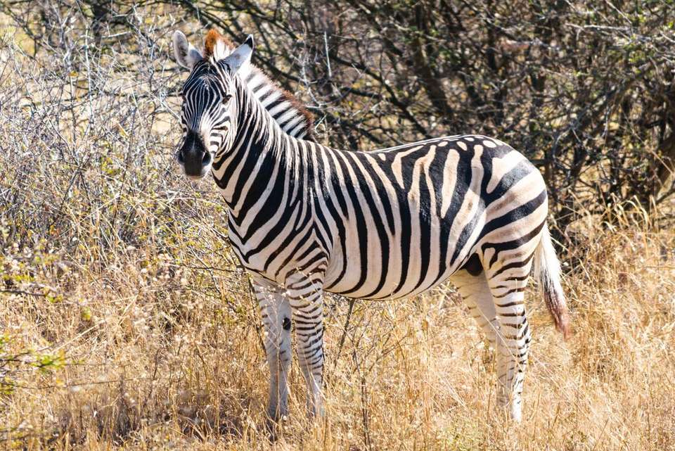 Kruger to Vic Falls - Intrepid Travel - South Africa - Image 3