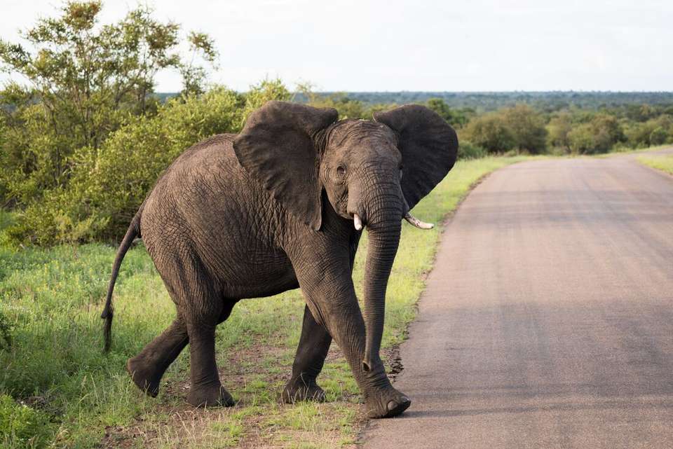 Kruger to Vic Falls - Intrepid Travel - South Africa - Image 5
