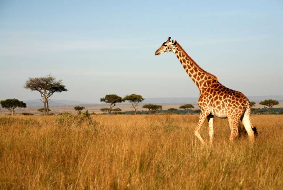 Kruger Wildlife Highlights - 4 days - undefined - Image 2