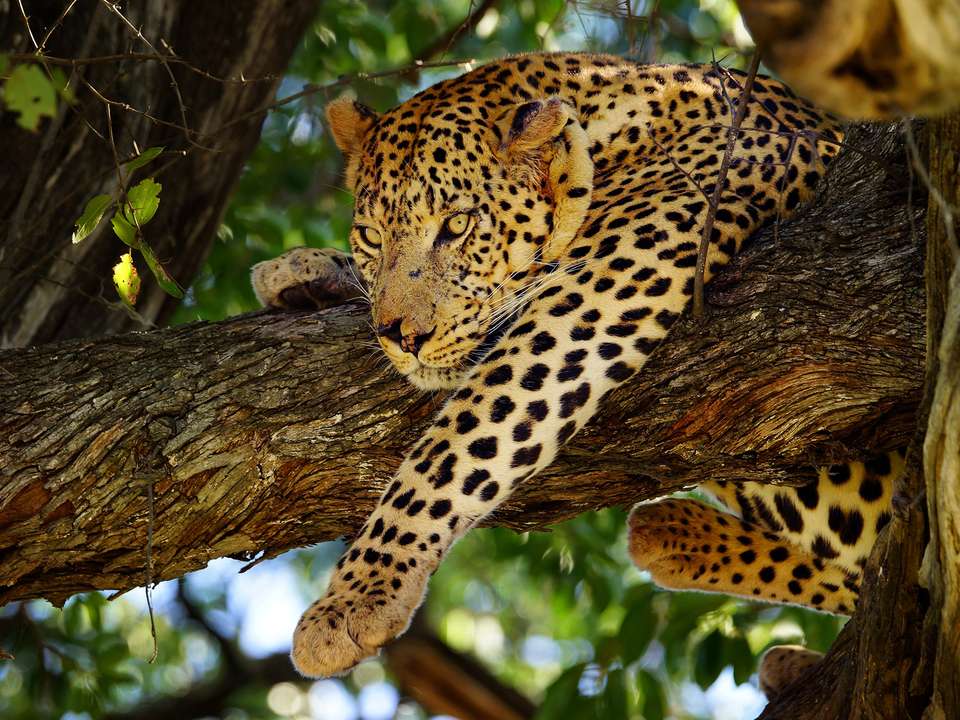 Kruger Wildlife Highlights - 4 days - undefined - Image 4
