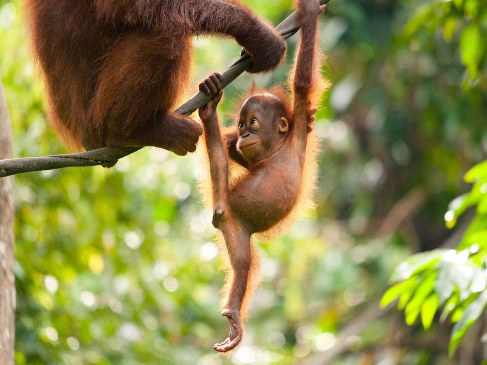 Kuala Lumpur & Borneo Explorer - 11 days - On The Go Tours - Malaysia - Image 4