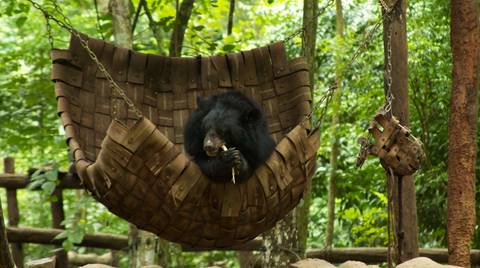 Luang Prabang Bicycle Tour: Kuang Si Waterfall & Bears Rescue Centre - Full Day Tour