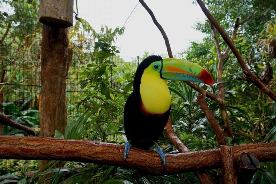 La Paz Waterfall Gardens From San José - Destination Services - Costa Rica - Image 3