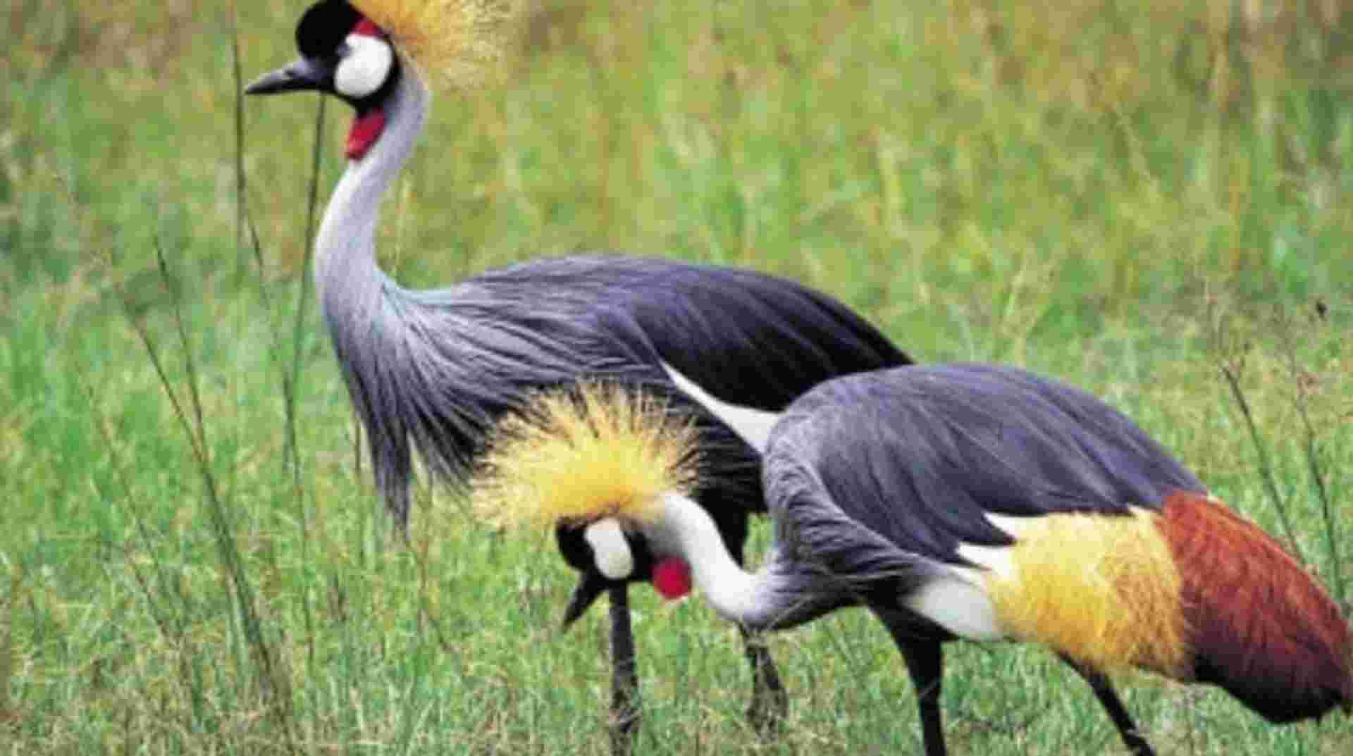 Lake Manyara National Park Full Day Safari