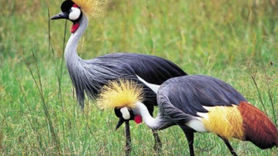 Lake Manyara National Park Full Day Safari - Hope Adventures Safaris - Tanzania - Image 1