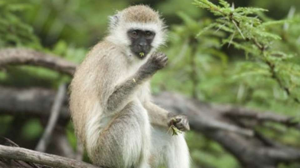 Lake Manyara National Park Full Day Safari - Hope Adventures Safaris - Tanzania - Image 2