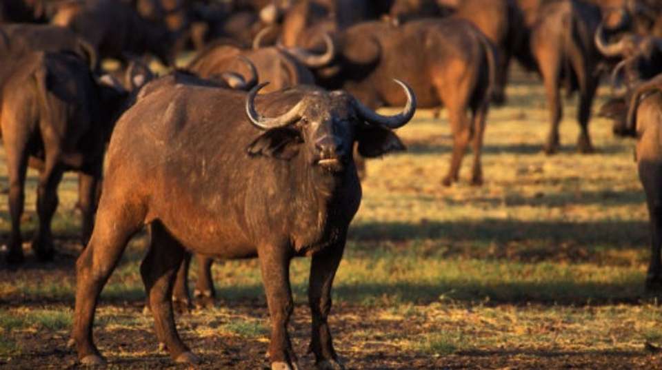 Lake Manyara National Park Full Day Safari - Hope Adventures Safaris - Tanzania - Image 3