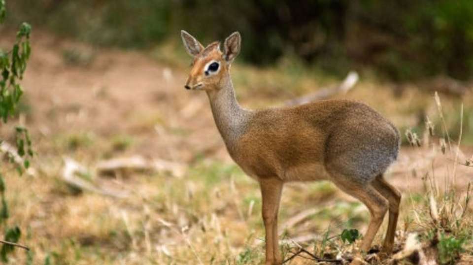 Lake Manyara National Park Full Day Safari - Hope Adventures Safaris - Tanzania - Image 4
