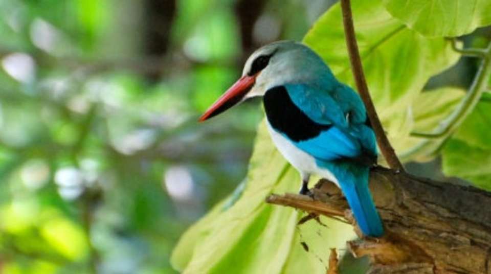 Lake Manyara National Park Full Day Safari - Hope Adventures Safaris - Tanzania - Image 5