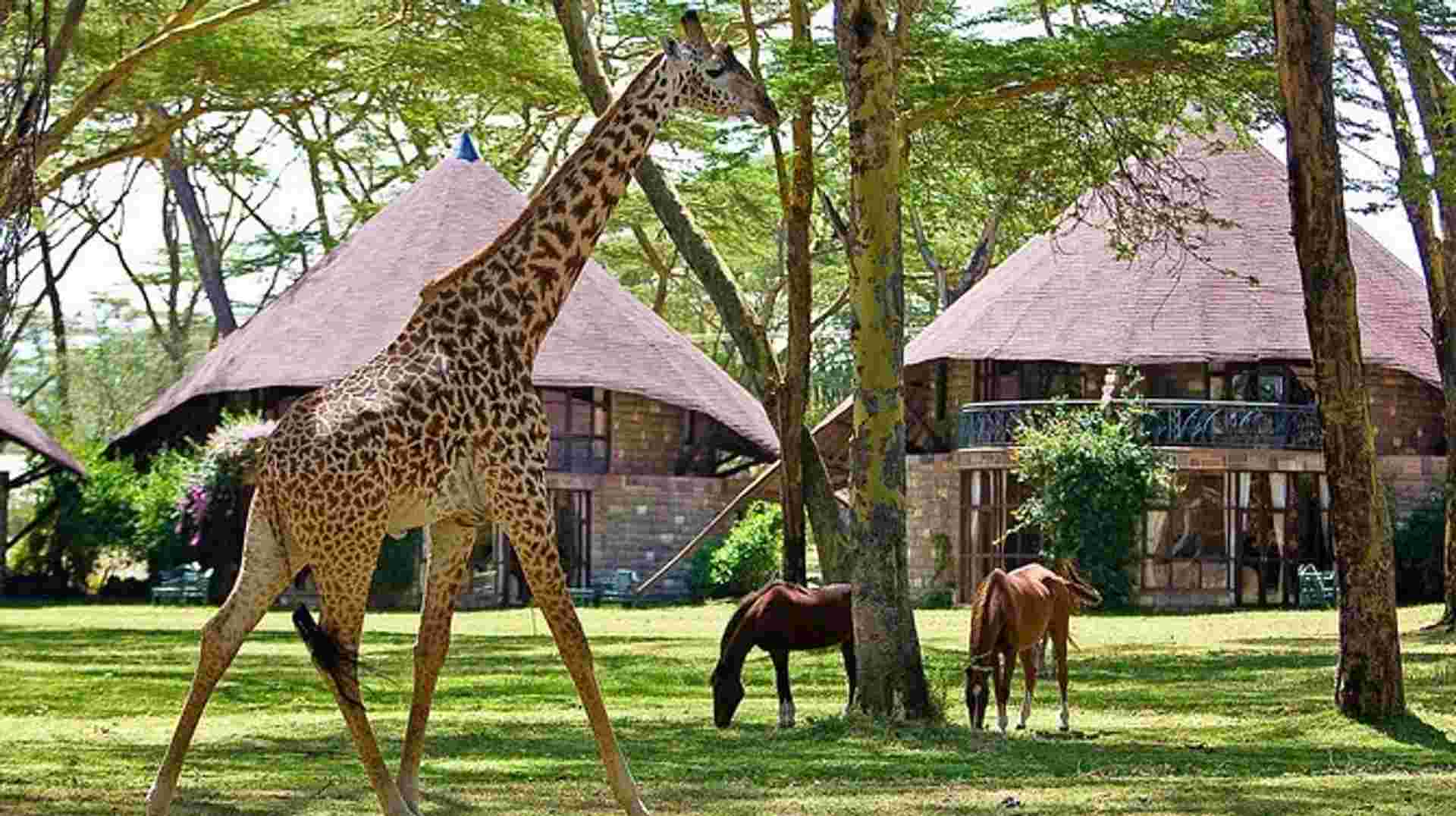  Lake Naivasha & Maasai Mara Luxury Safari: 4 Days 