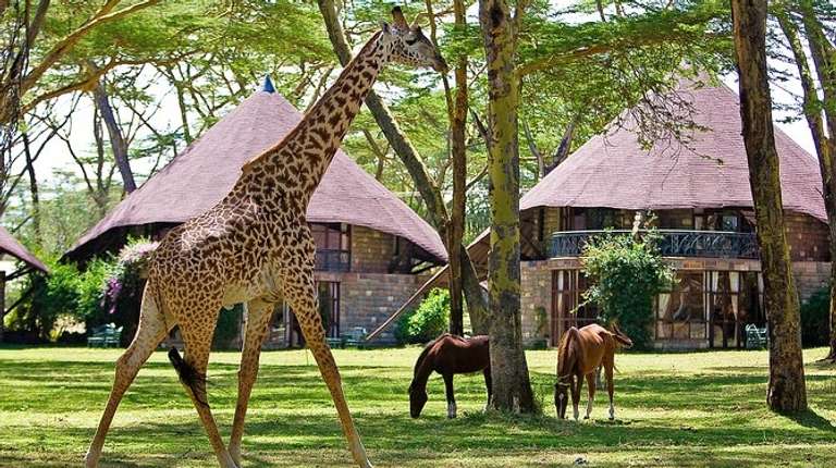  Lake Naivasha & Maasai Mara Luxury Safari: 4 Days  trip - alternative tour available