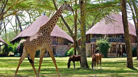 Nairobi Wildlife Tour: Lake Naivasha & Maasai Mara Luxury Safari: 4 Days