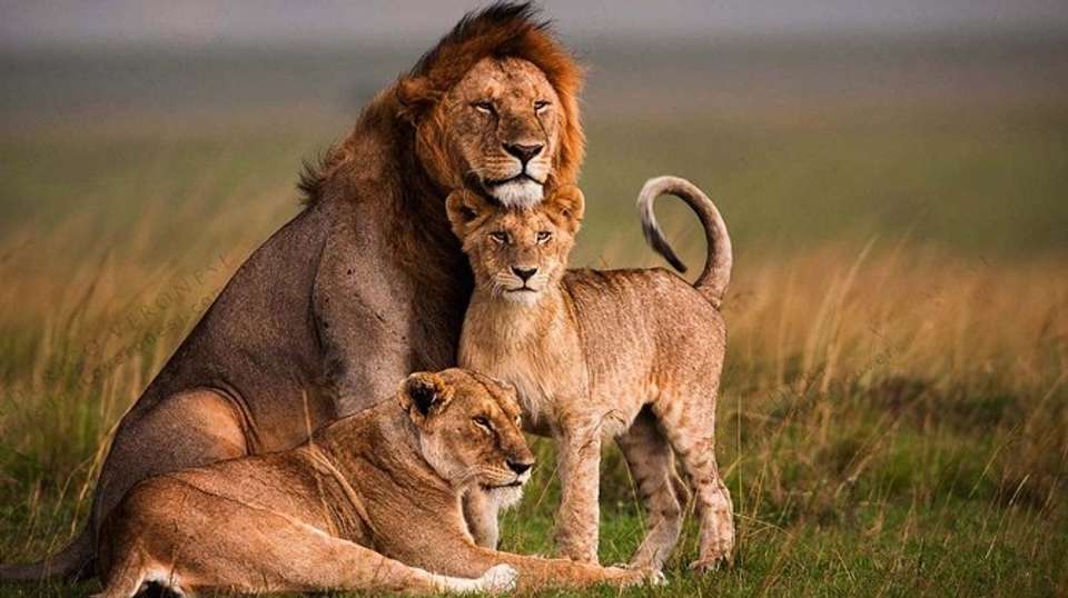 Lake Naivasha & Maasai Mara Luxury Safari: 4 Days - Gracepatt Ecotours Kenya - Kenya - Image 5
