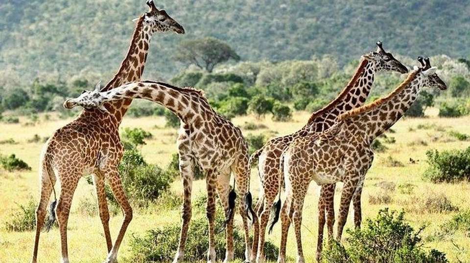 Lake Naivasha & Maasai Mara Luxury Safari: 4 Days - Gracepatt Ecotours Kenya - Kenya - Image 6